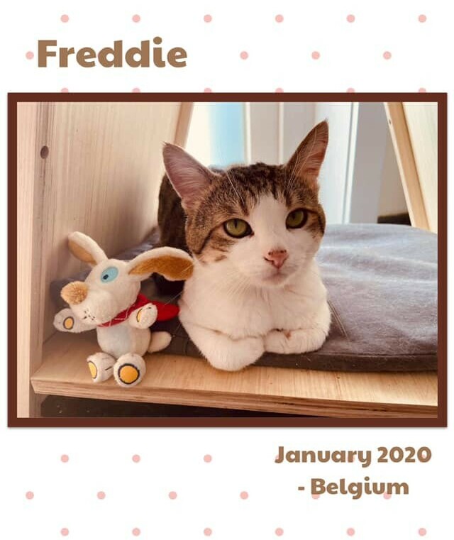 Freddie Happily Adopted