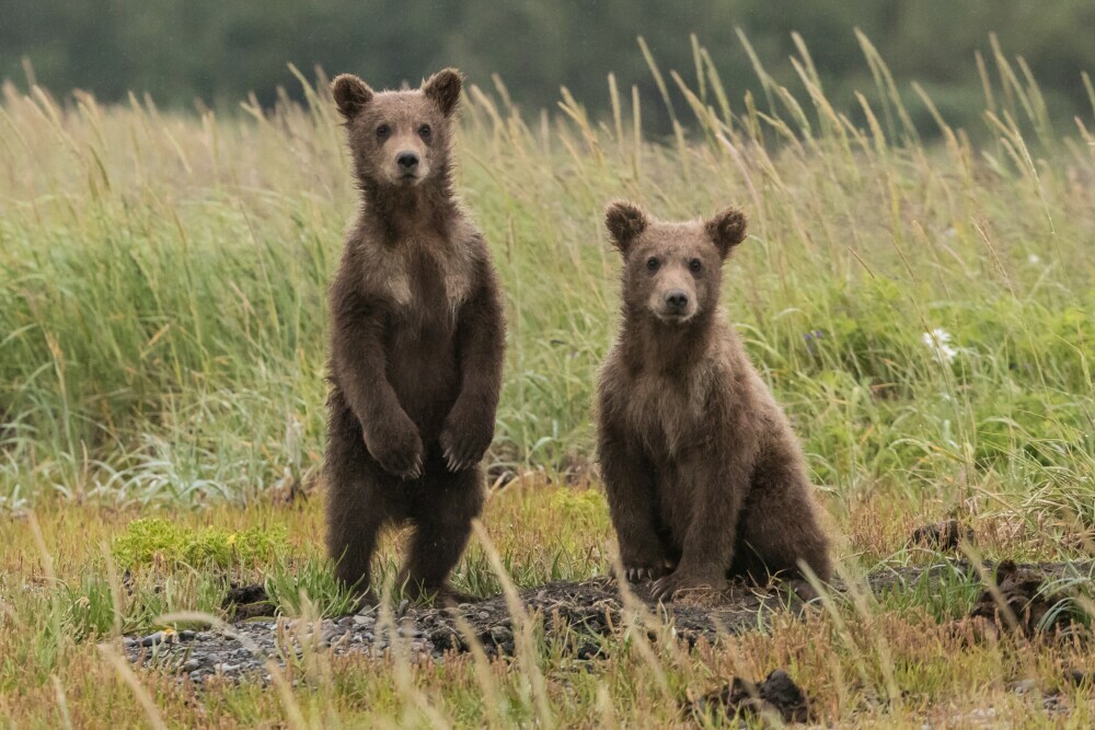 Two young brown bears fully aware of the presence of a human