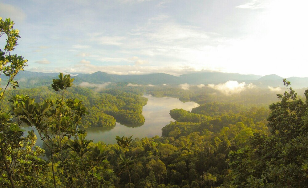 Breath-taking view of the rainforest