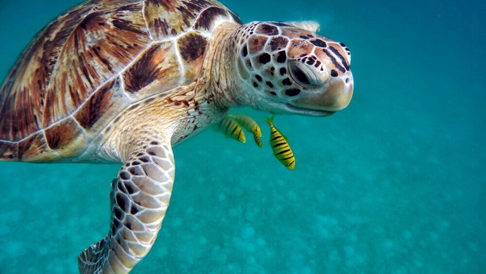 Image of a sea turtle in crystal clear waters 