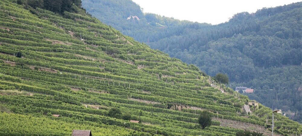 wachau terraces