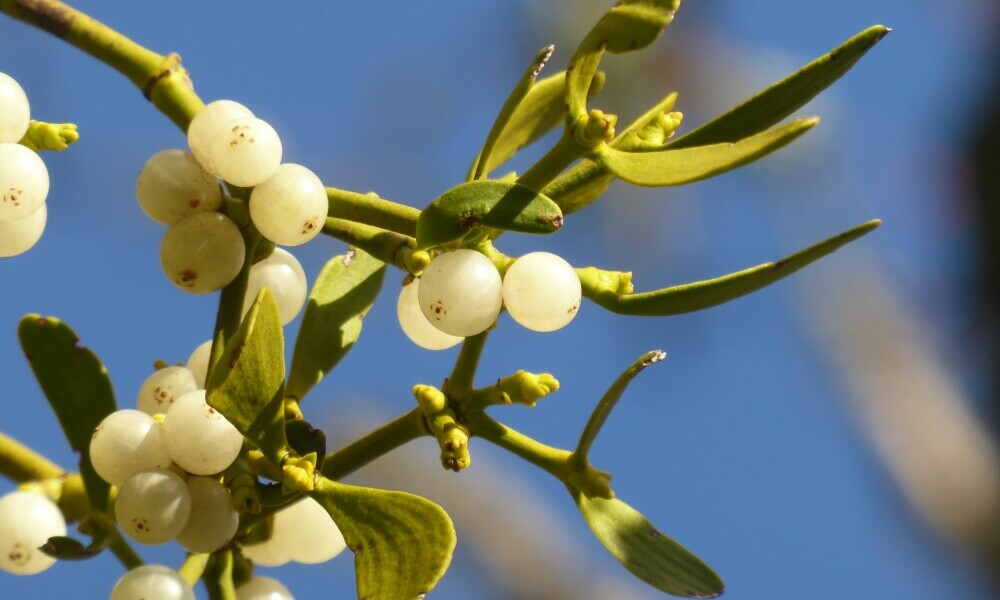 Mistletoe plan