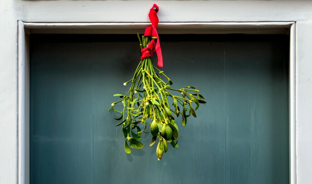 Mistletoe branch used in traditions