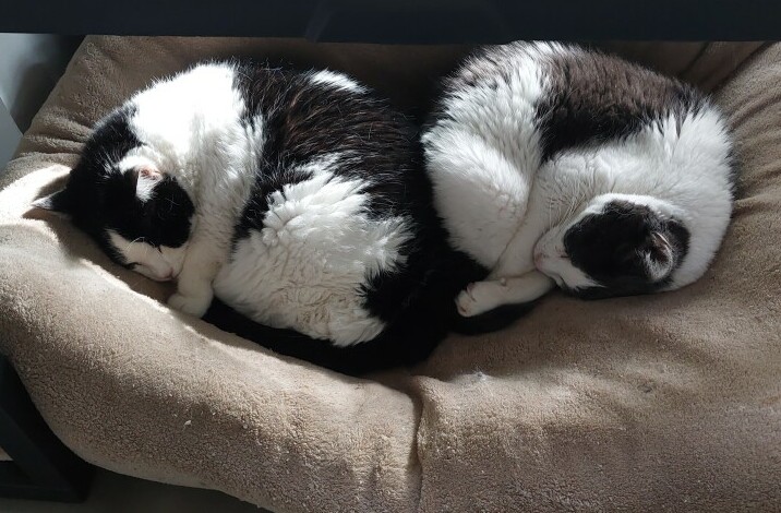 Cats (Jack & Daisy) sleeping