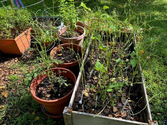 Garden beans eaten by pests.