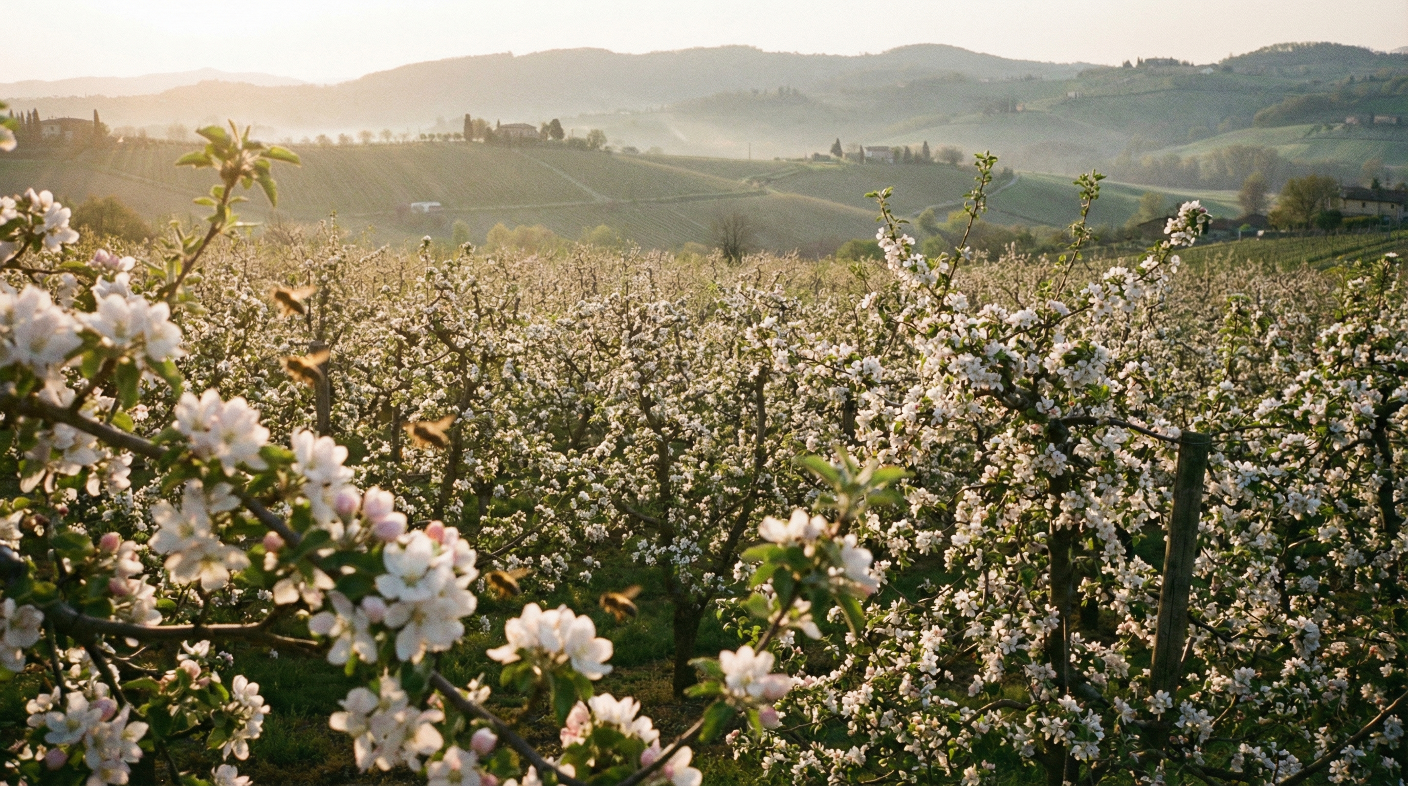 Blooming orchard in spring with bees moving between blossoms