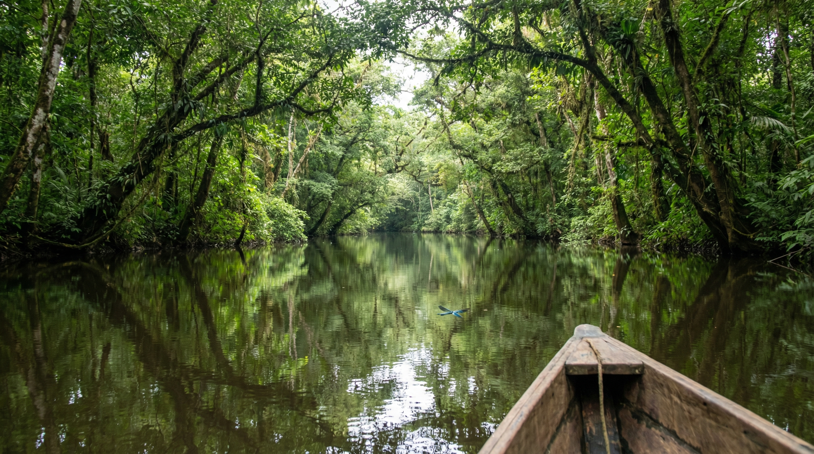 Tropical canal in Costa Rica rainforest