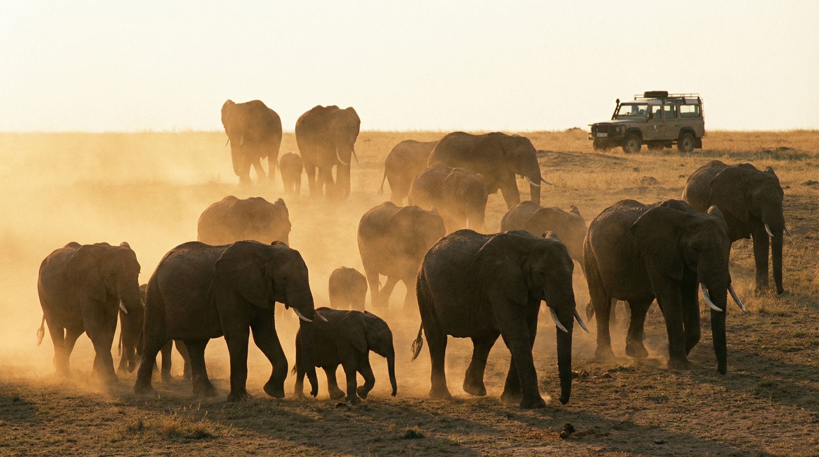 Wild elephant herd in golden sunrise light on savanna landscape