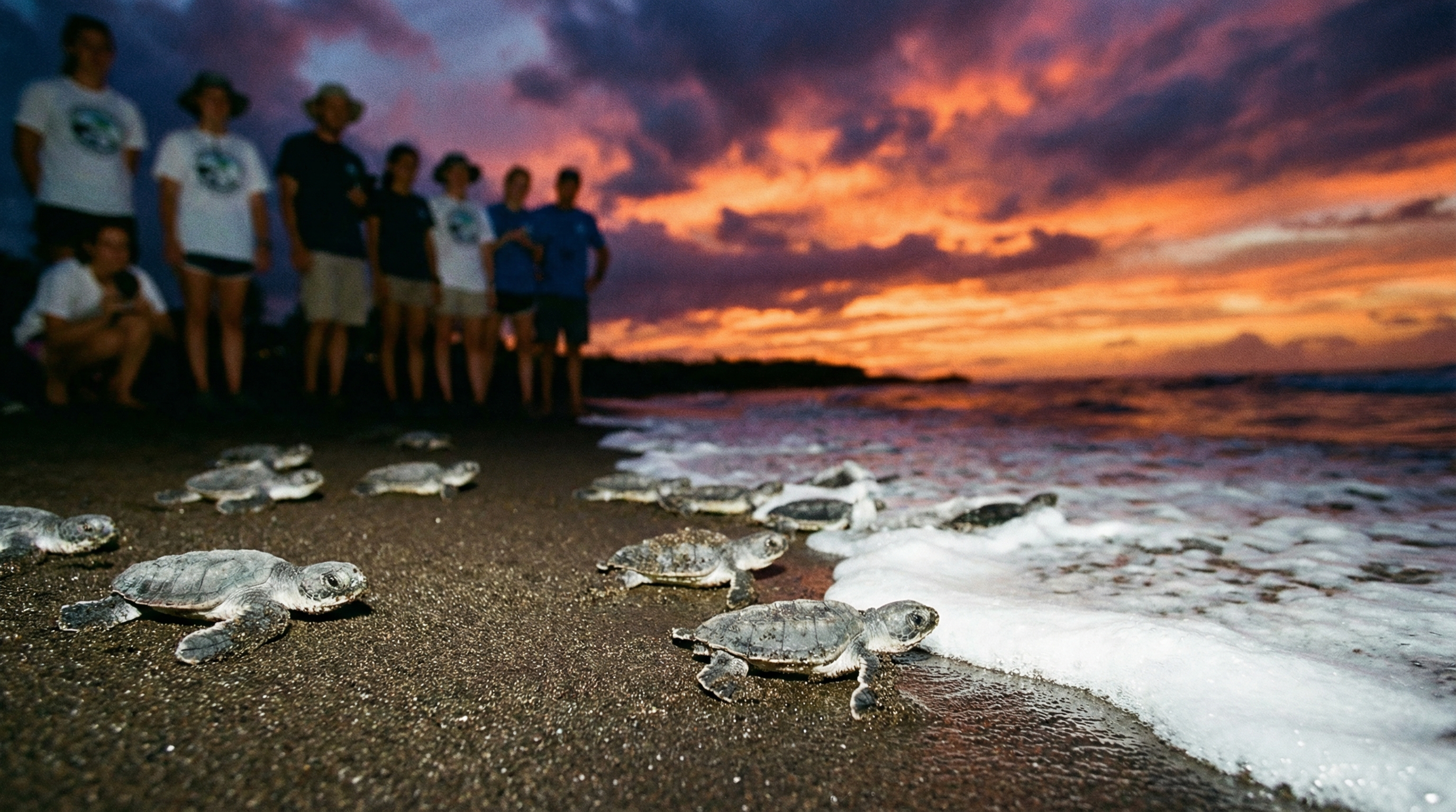 Sea turtle hatchlings moving toward the ocean at dusk with conservation context