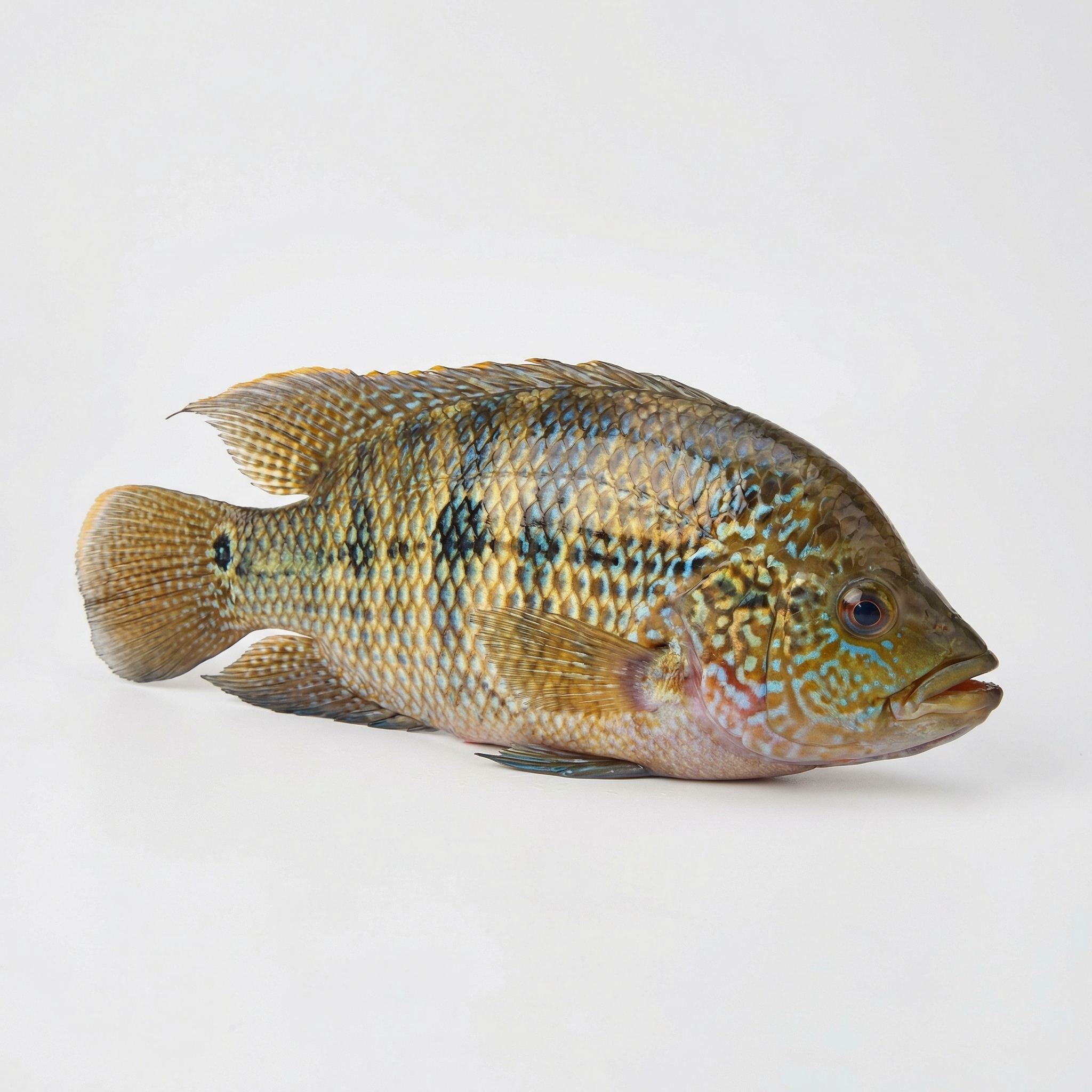 Guapote / Rainbow Bass (Jaguar Cichlid)