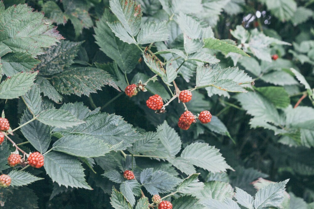 Salmonberries