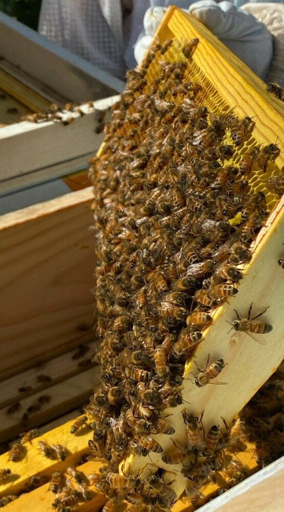 Splitting Hives