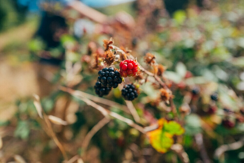 Wild Berry foraging