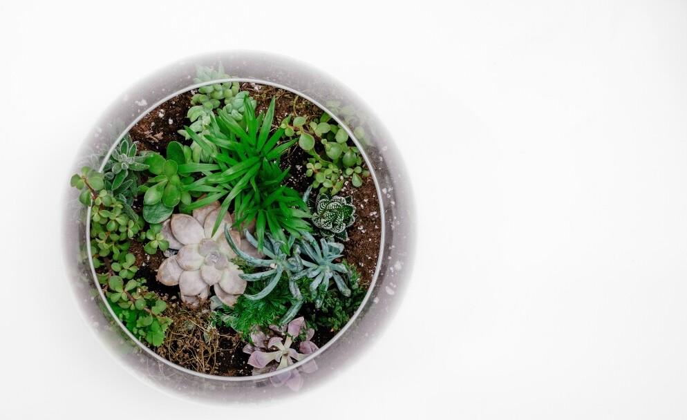 Terrarium