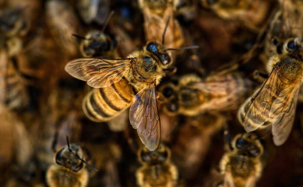 A colony of bees