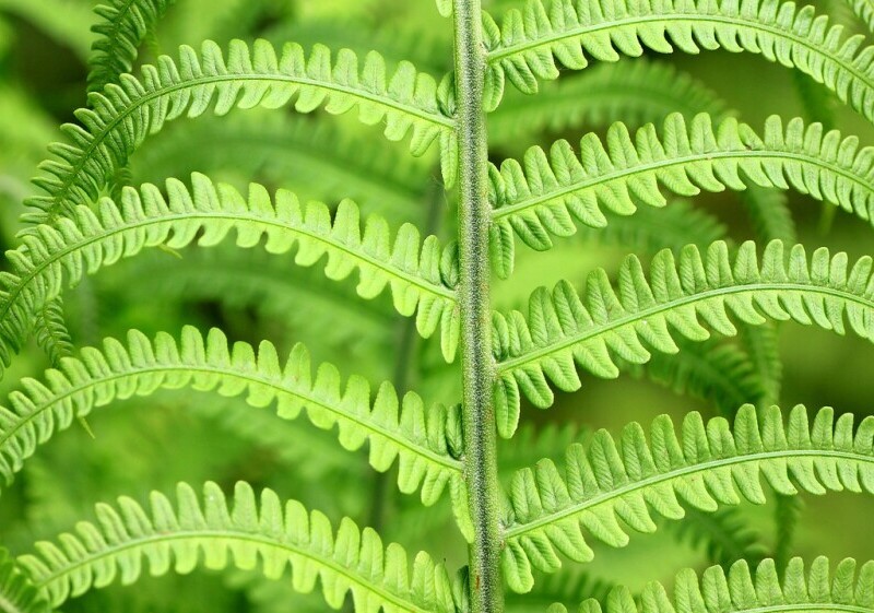 fern