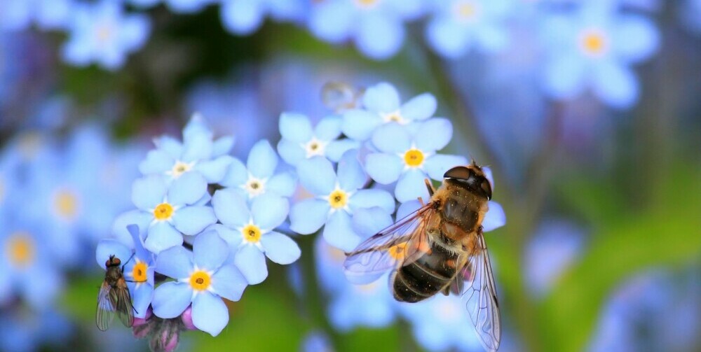 Bees getting nectar