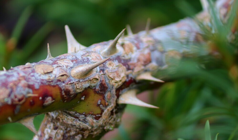 Rose bush thorns