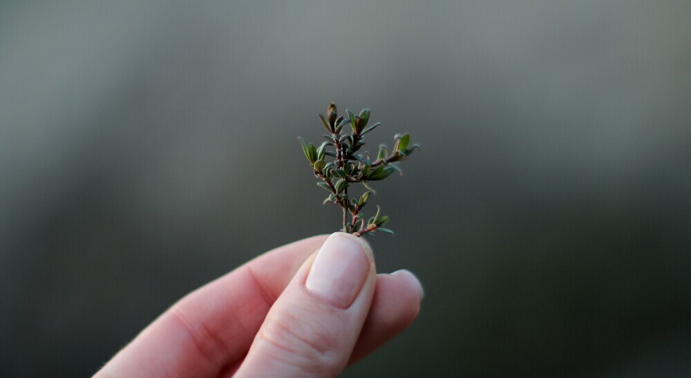 Look at all those tiny prickles...