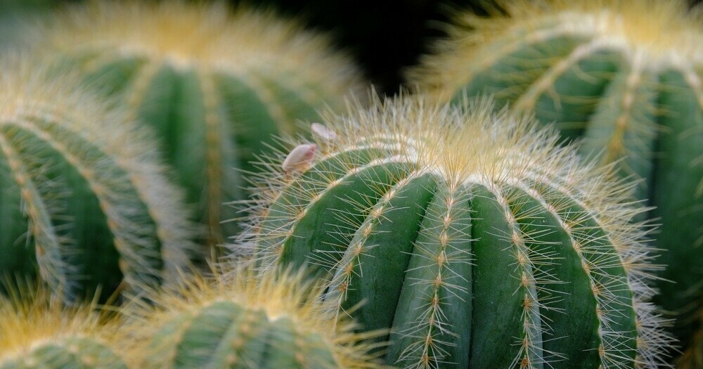 why do plants have thorns? Ask cacti!