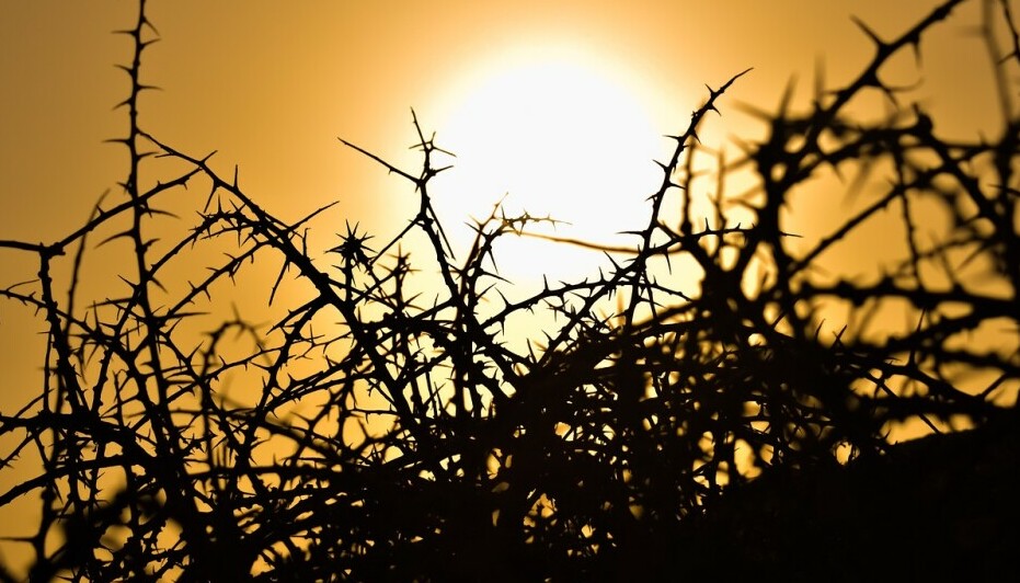 Thorny plant in the sunset