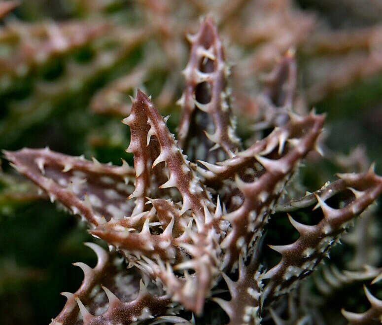 Thorny plants