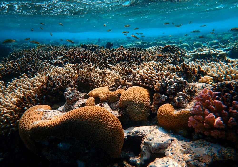 Healthy coral reef