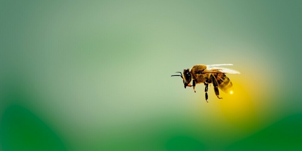 An Introduction to Beekeeping