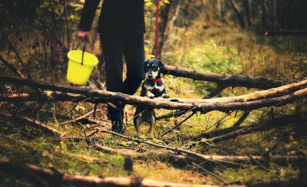 Hiking through the bush.