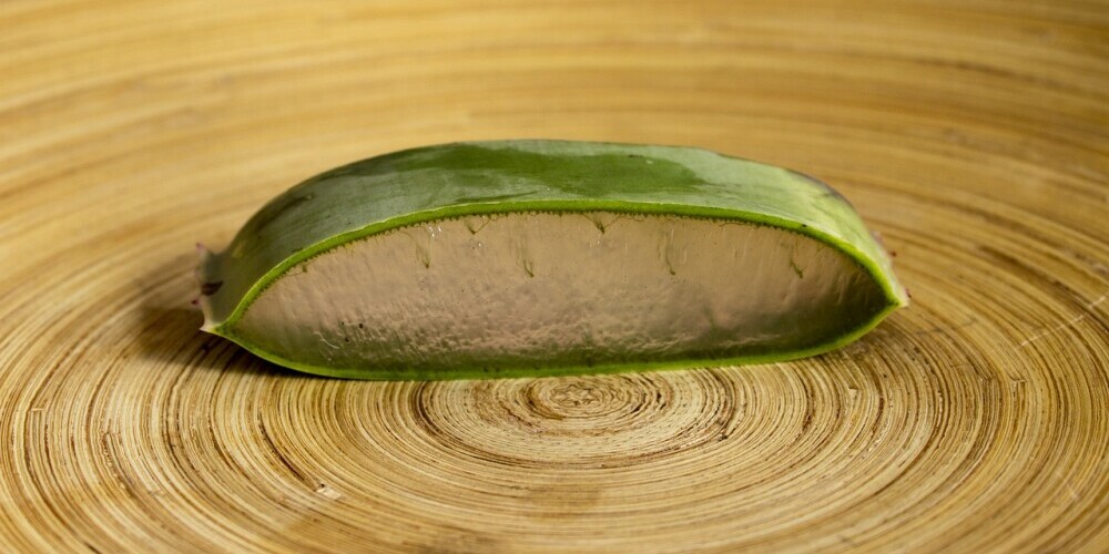 Aloe Vera Plant