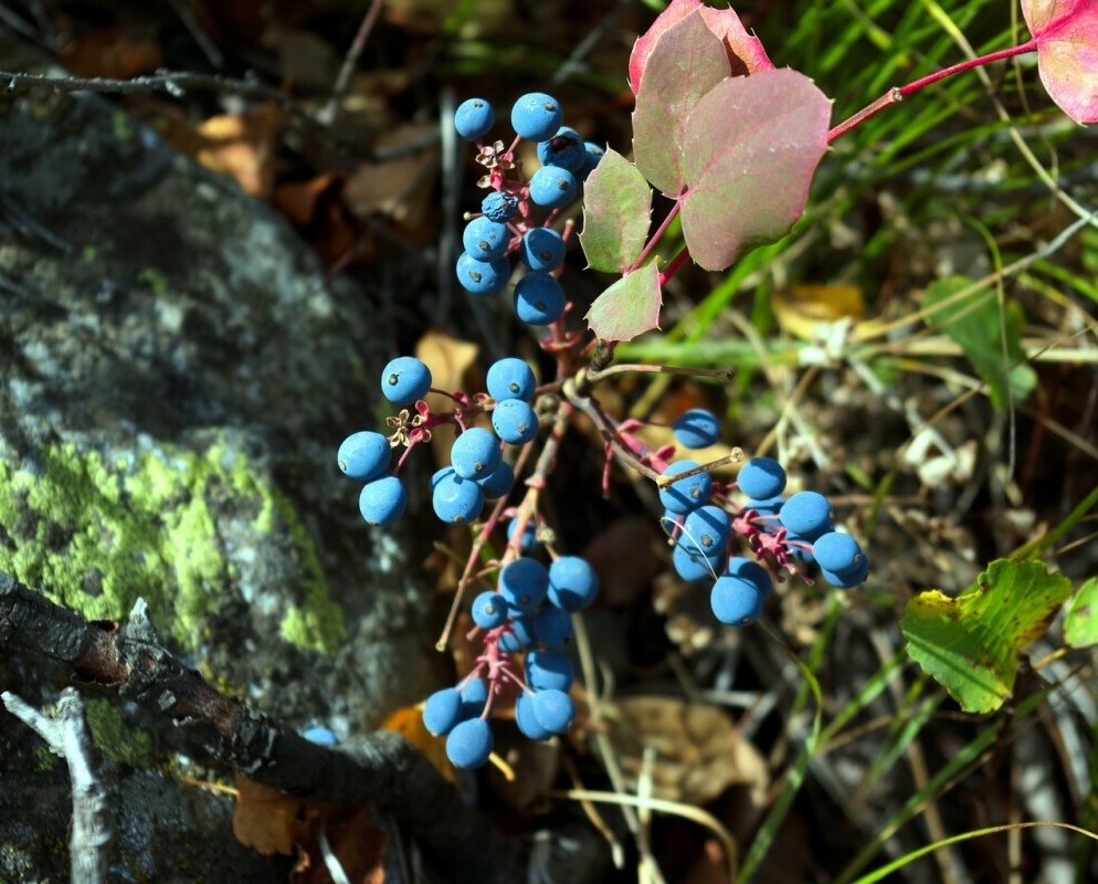 huckleberries