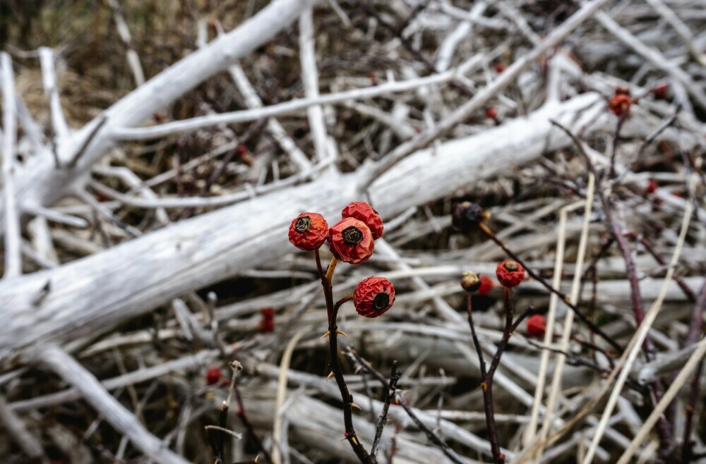 Foraging for wildberries: how to identify and harvest