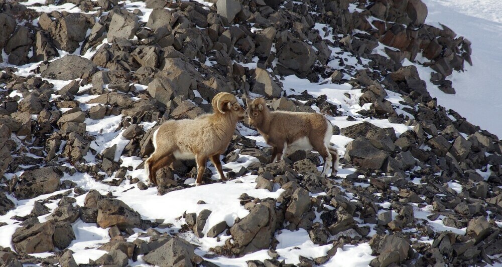 Bighorn sheep