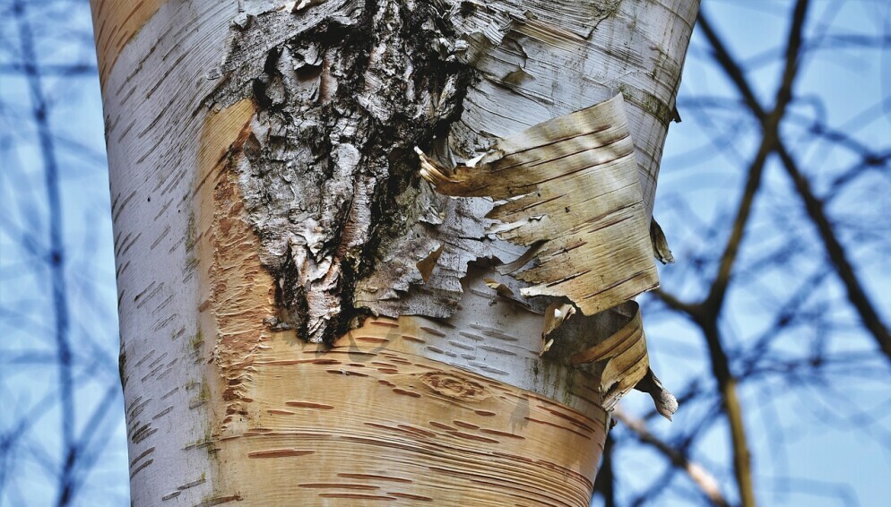 Birch Bark - Best 