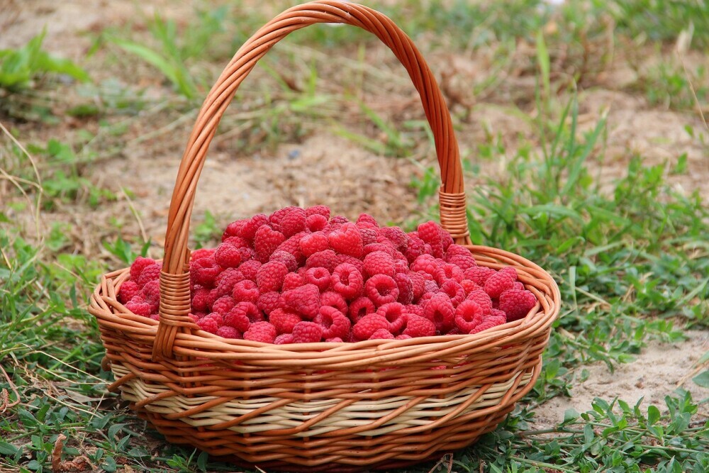 Berry Basket