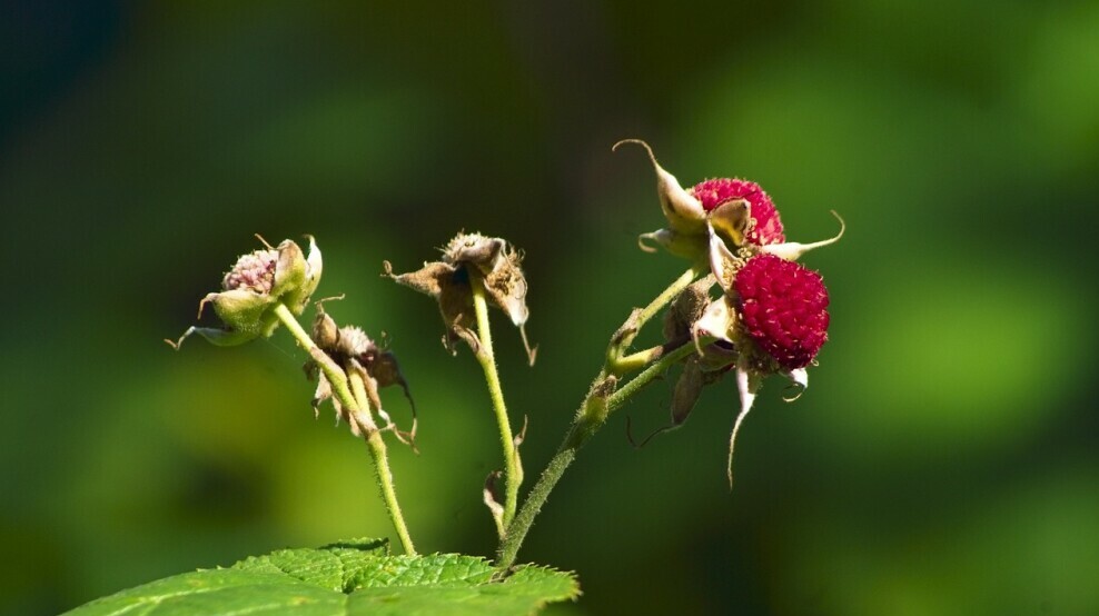 Thimbleberries