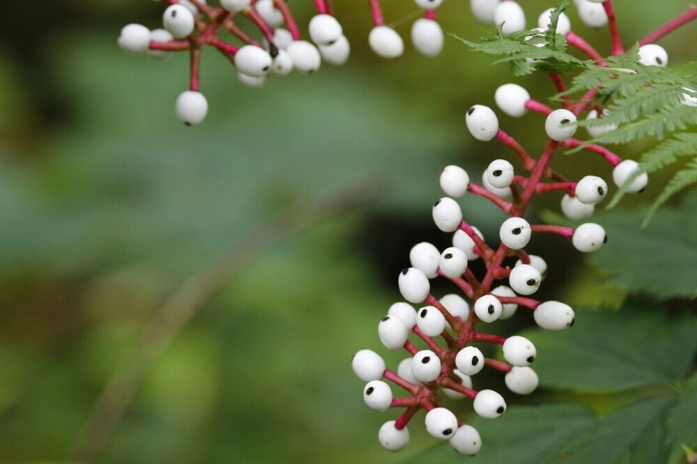 Baneberries