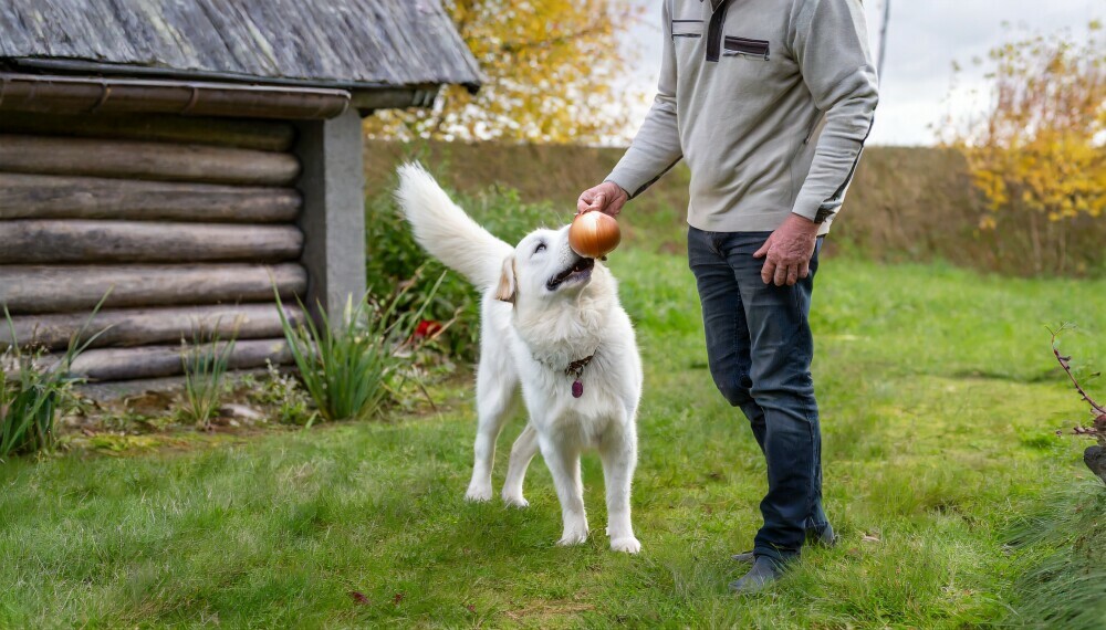 A human holding a onion away from a dog