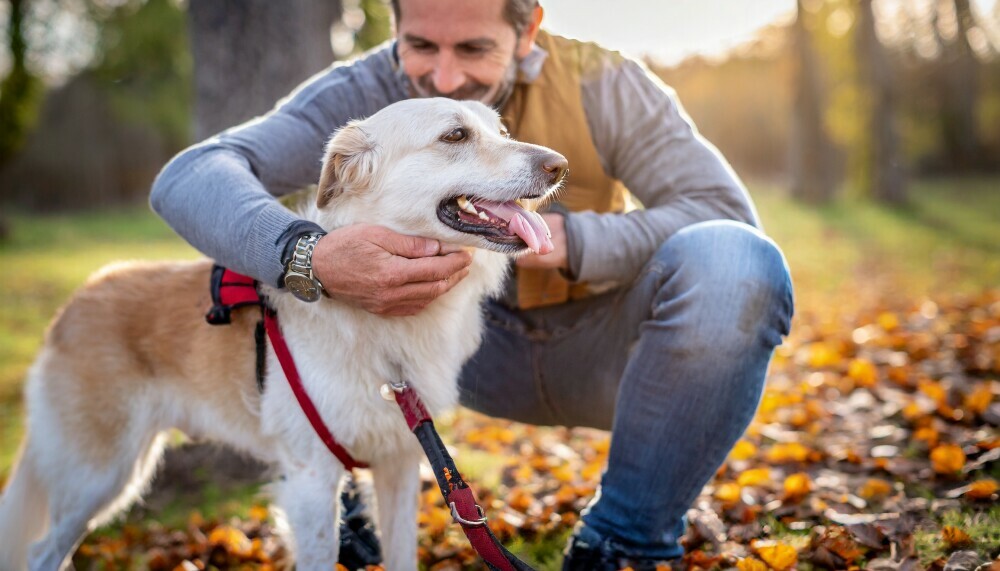 Heart-warming moment with a dog and its owner having a good time