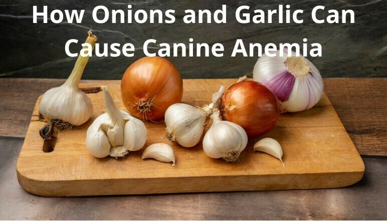 How Onions and Garlic Can Cause Canine Anemia