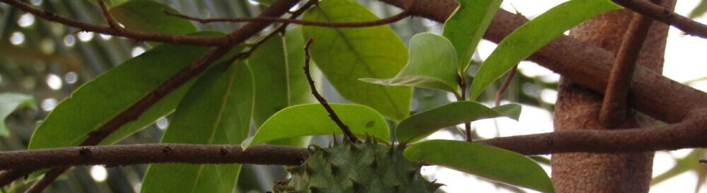 Soursop Leafs - Organic Tea Healing