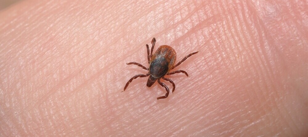 Lice - Organic Tea Healing
