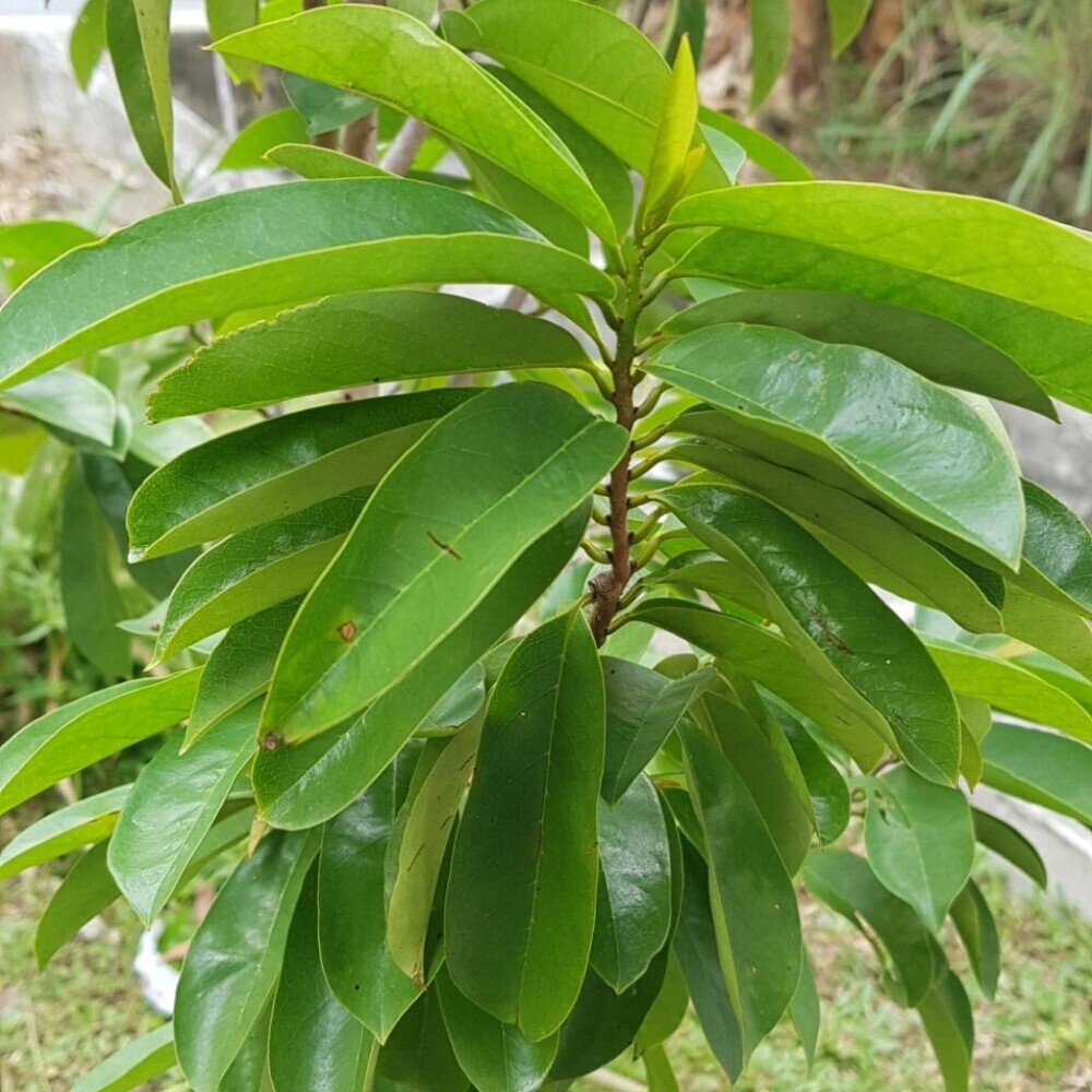 The Remarkable Health Benefits Of Soursop Leaves Nature's Hidden Gem for all to use.