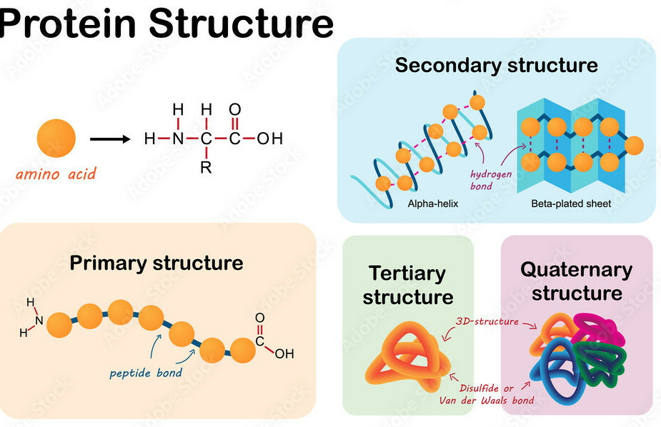 protein structure chart  of the different protein types in the Importance Of Protein