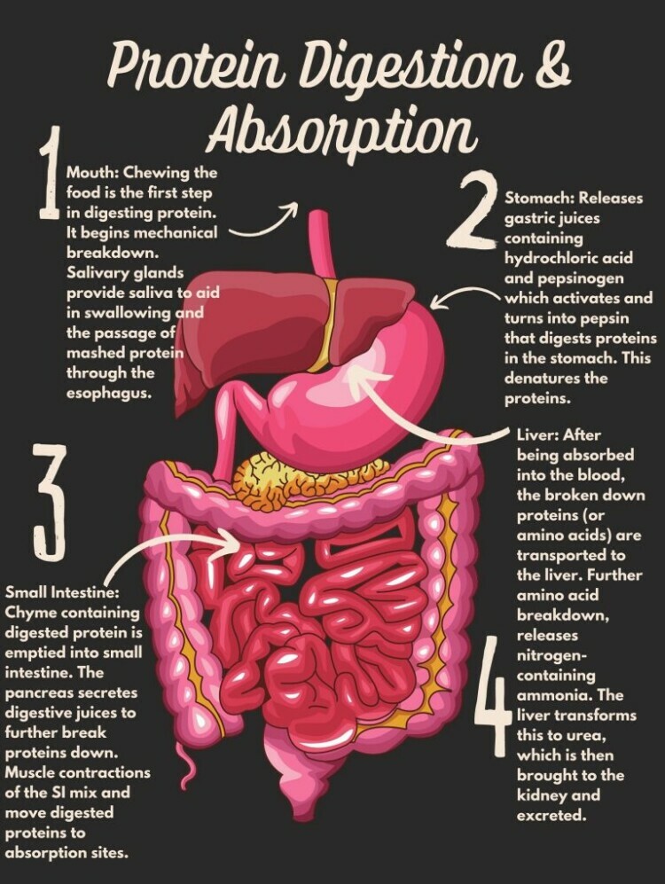 protein digestion photo in the Importance Of Protein