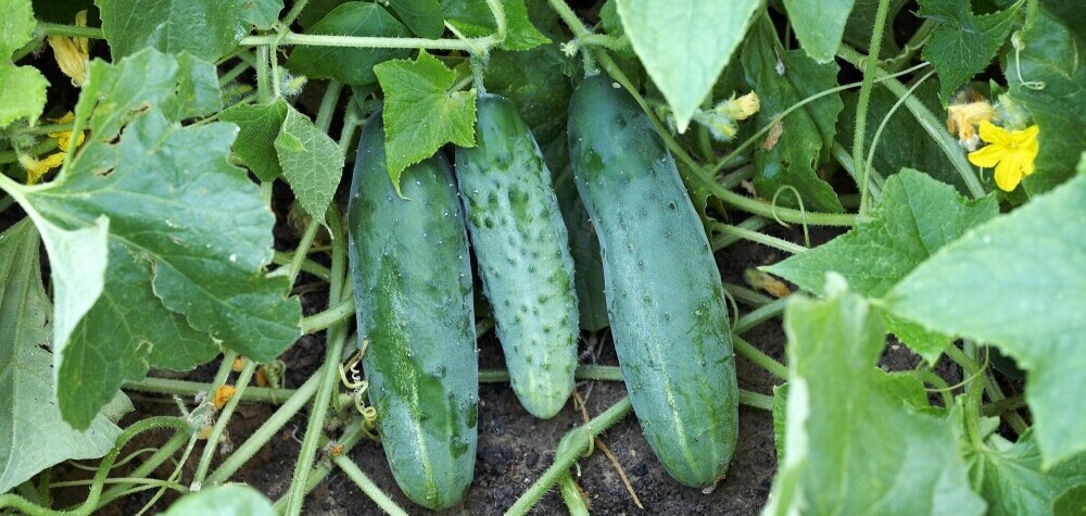 Organic Checklist Cucumber