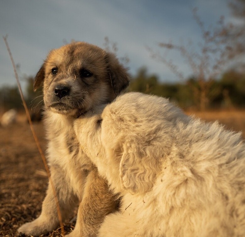 Puppy