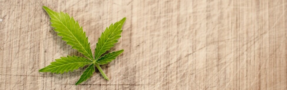 A marijuana leaf