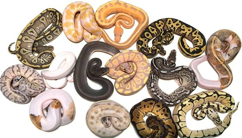 Ball Pythons