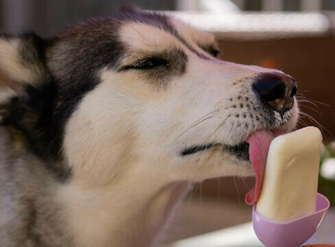 Homemade Ice Cream Recipes For Dogs image 3 husky licking a dog friendly ice lolly frosted fusions